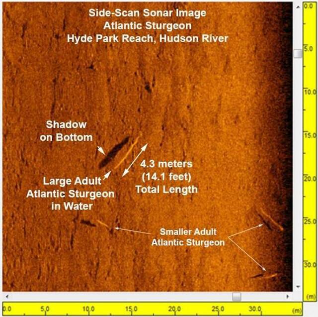 这幅哈德逊河的侧扫声纳影像，以全新的细节展现了大西洋鲟的身影。PHOTOGRAPHBYJOHNMADSEN,UNIVERSITYOFDELAWAR