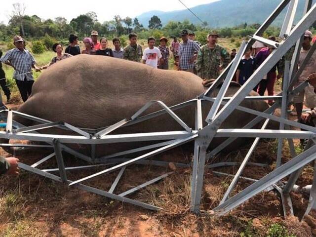 柬埔寨境内有不少野生大象。