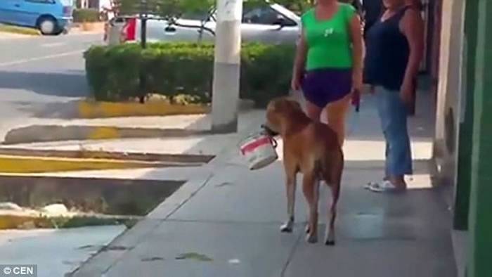 秘鲁水灾：一只狗狗叼着水桶走来走去似向居民乞求食水