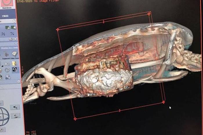 电脑断层扫描的图像显示，海龟的胃内藏有大堆硬币。
