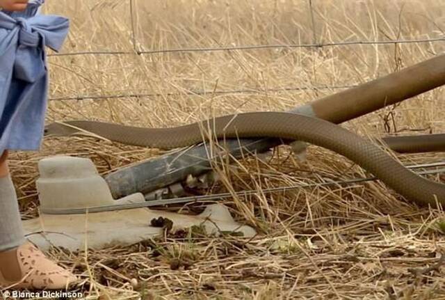澳洲母亲在野外为两岁大女儿拍照赫然发现全球第二毒的毒蛇“东部棕蛇”在合照