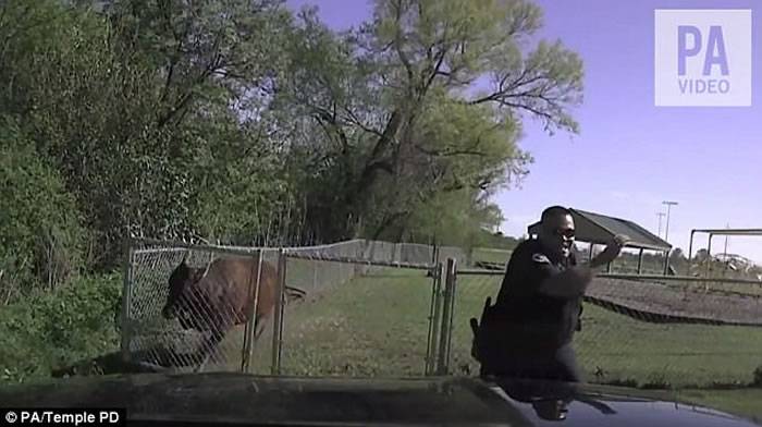 美国德州一只聪明又顽皮的牛大逃亡引警察下车再反击