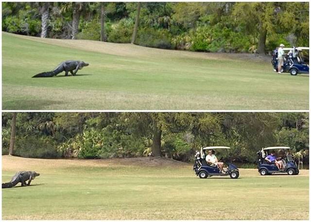 美国南卡罗莱纳州大得像恐龙的巨鳄闯高尔夫球赛场球手急上车逃亡