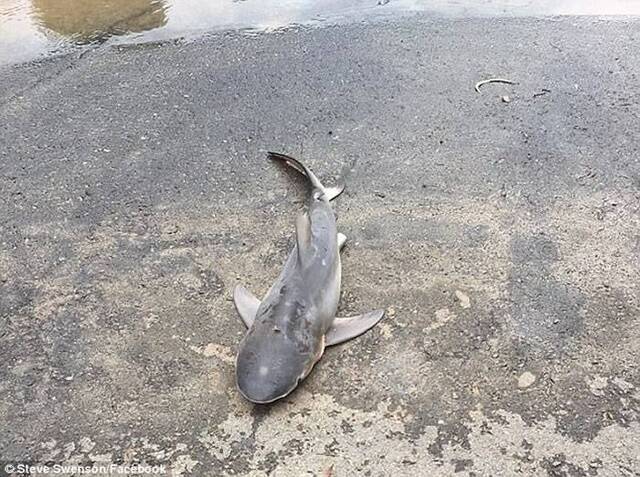 洛根市议员斯温森（SteveSwenson）周日把片段上载到社交网站，并指这条公牛鲨被大雨冲上陆地死亡。