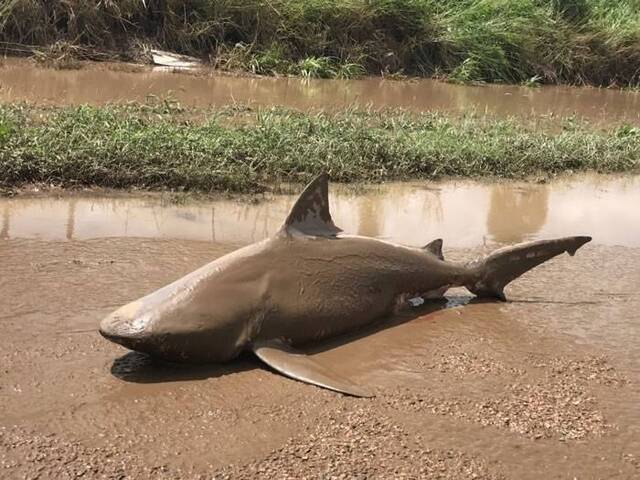 有公牛鲨不敌风暴而被冲上陆地。