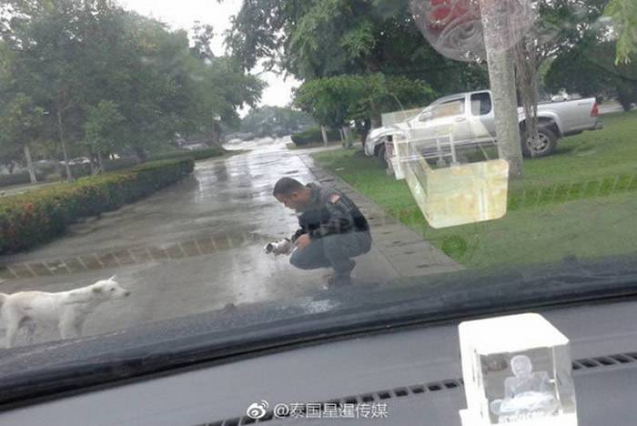 白色流浪狗看着警察，仿佛在说「帮帮我吧」。