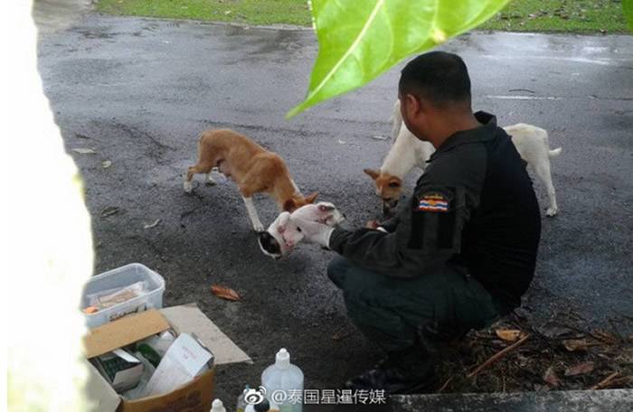 警员帮忙包扎受伤的幼犬，其它的流浪狗也在一旁查看。