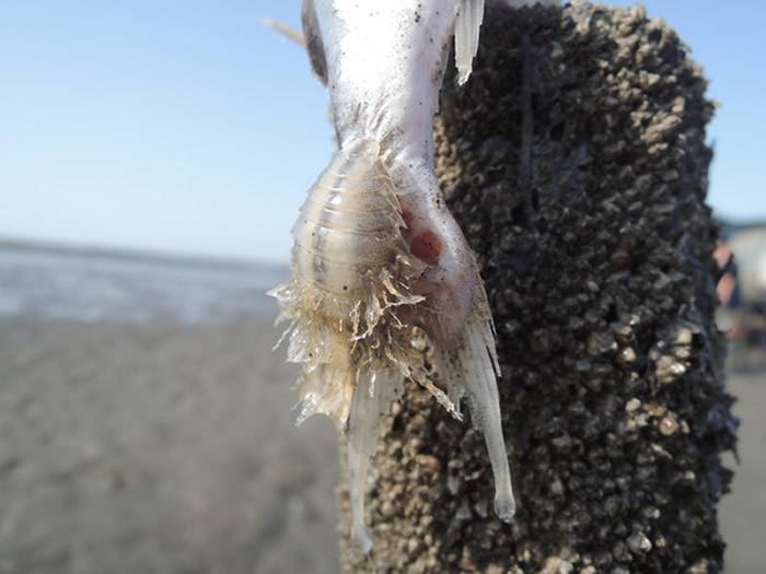 台湾彰化潮间带惊见异形吃死鱼原来是尖甲水虱吸食泰来海鲶鱼体维生