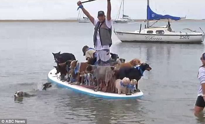 澳洲犬只训练员ChrisdeAboitiz破世界纪录与25只狗登冲浪板