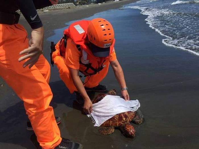 台湾喜树沙滩现死亡绿蠵龟腹部和四肢竟有铁丝和铁钉