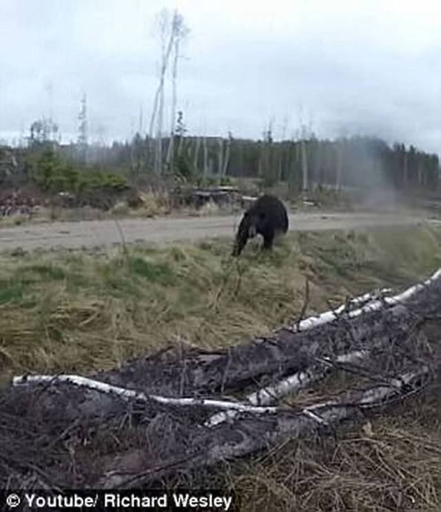 加拿大安大略省猎人进入森林拿起弓箭瞄准却被黑熊扑倒攻击