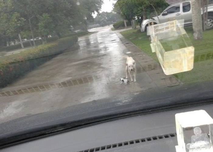 狗妈妈冒雨挡着车子。