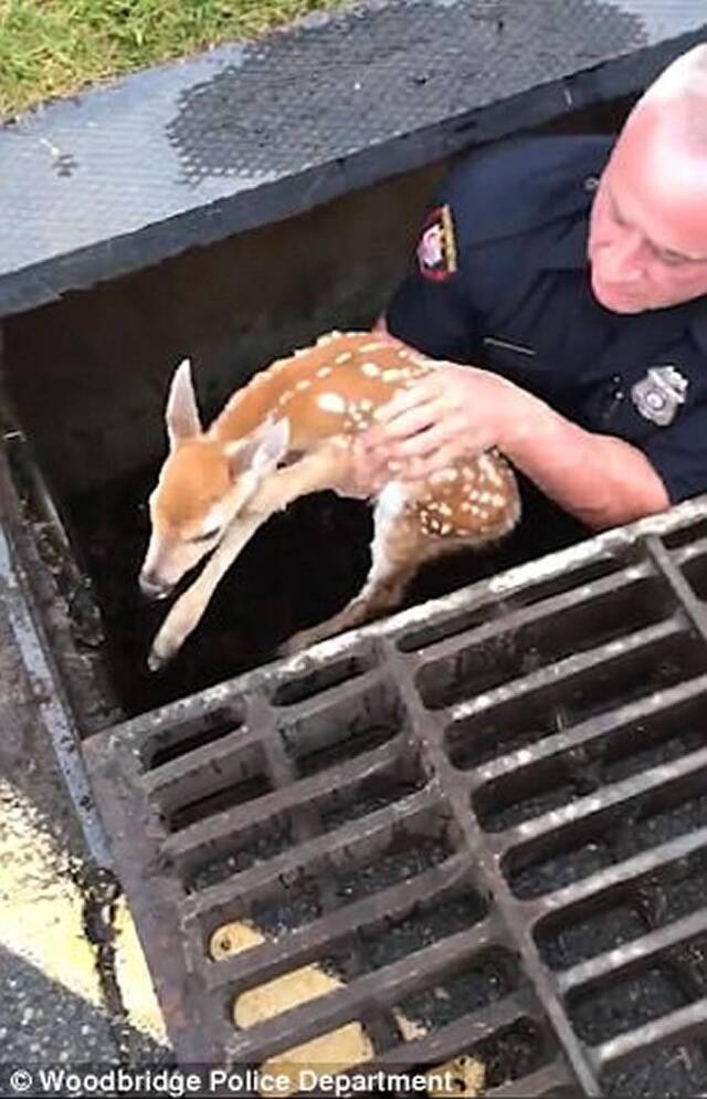 美国新泽西州小鹿掉进排水沟警员二话不说跳进救出