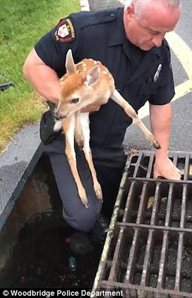 美国新泽西州小鹿掉进排水沟警员二话不说跳进救出