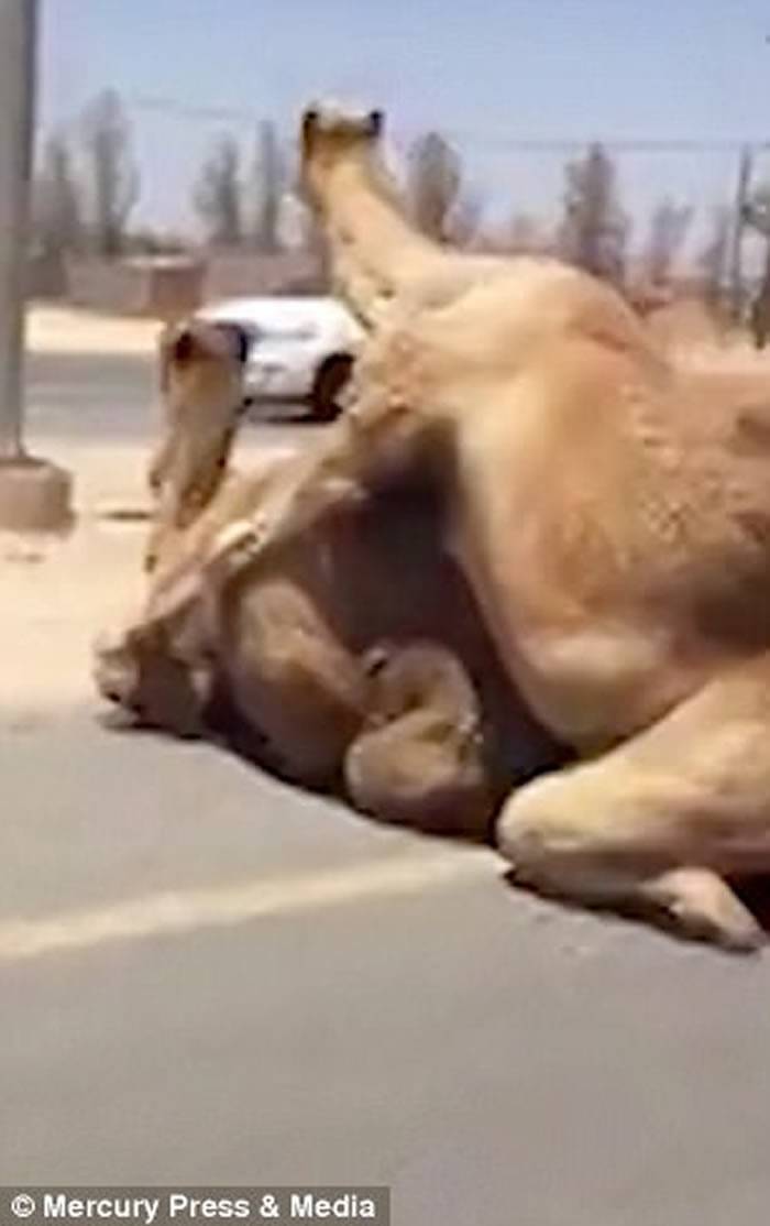 阿联酋迪拜高速公路上两只骆驼忘情交配还大声爽快吼叫