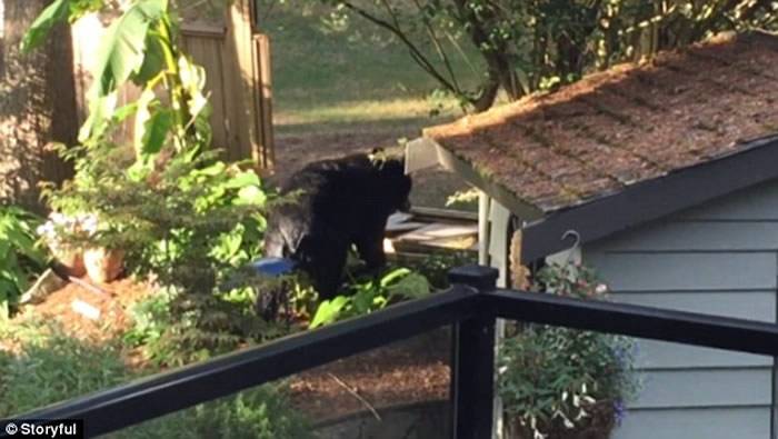 加拿大北温哥华男子听到家中后院有声响查看发现黑熊竟然在泳池泡澡
