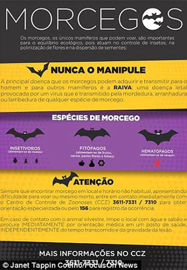 吸血蝙蝠入侵巴西城市咬人40人染狂犬病