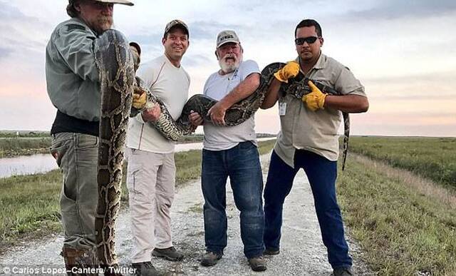 美国佛罗里达州埃弗格雷斯捕蛇活动副州长与队友擒4.5米巨蟒