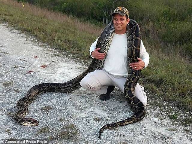 美国佛罗里达州埃弗格雷斯捕蛇活动副州长与队友擒4.5米巨蟒