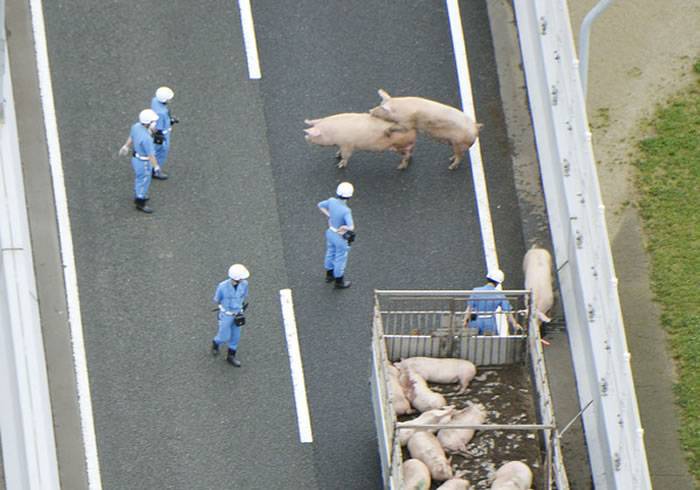 日本阪神高速公路上19只猪脱逃有2头在交通警察面前当场交配