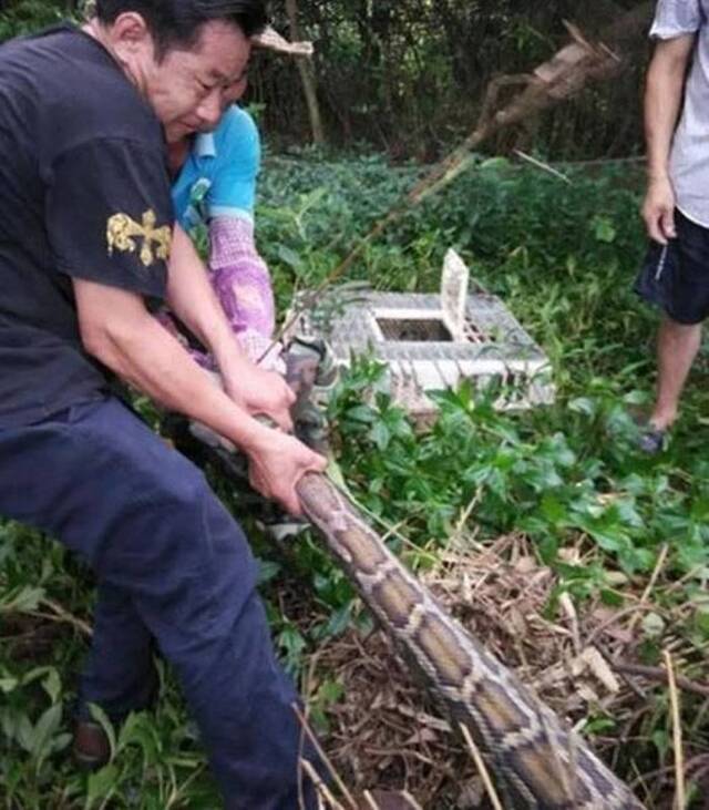 广东省珠海三灶茅田山巨蟒活活缠死2头山羊