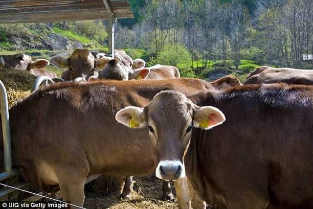 农夫认为这些牛可能被猎食者追捕，或是被雷雨声吓到才失控乱窜
