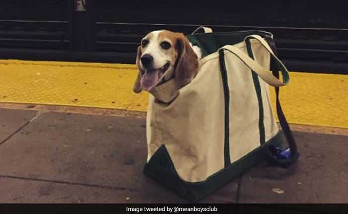 美国纽约地铁公布“狗狗只要装袋就能上车”饲主们带着毛小孩搭车的趣味情况层出不穷