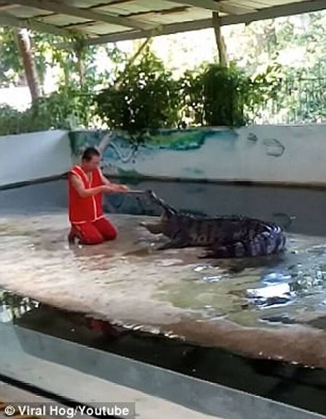 泰国驯兽员表演把头放鳄鱼嘴中怎知鳄鱼突然合起嘴巴