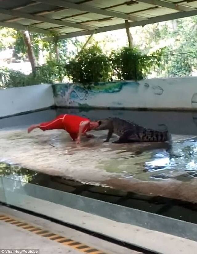 泰国驯兽员表演把头放鳄鱼嘴中怎知鳄鱼突然合起嘴巴