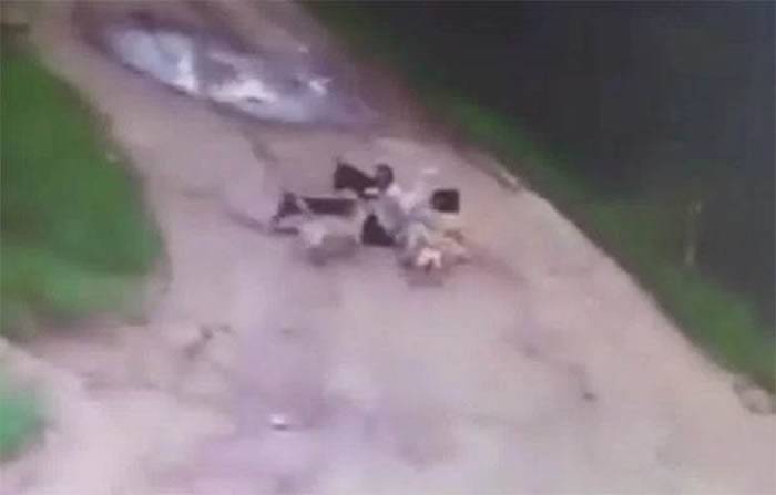 俄罗斯警卫平时喂养流浪狗喝醉却遭12只流浪狗袭击死亡
