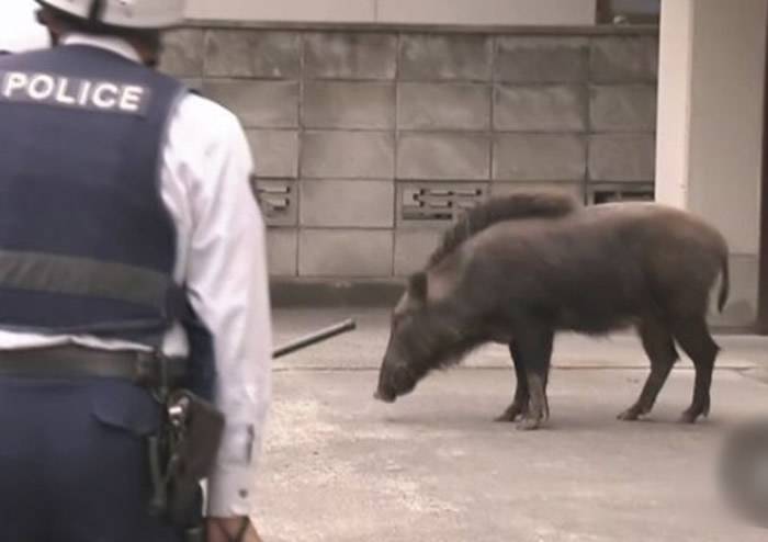 野猪与警员对峙。