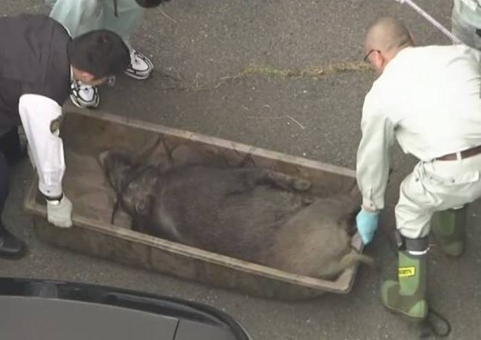 警方终把野猪擒下带走。