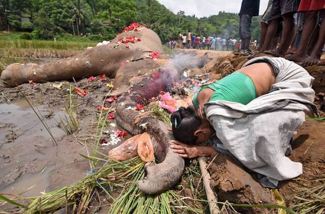 印度阿萨姆邦古瓦哈提一头大象误入稻田触电身亡当地村民撒上鲜花表示最高敬意