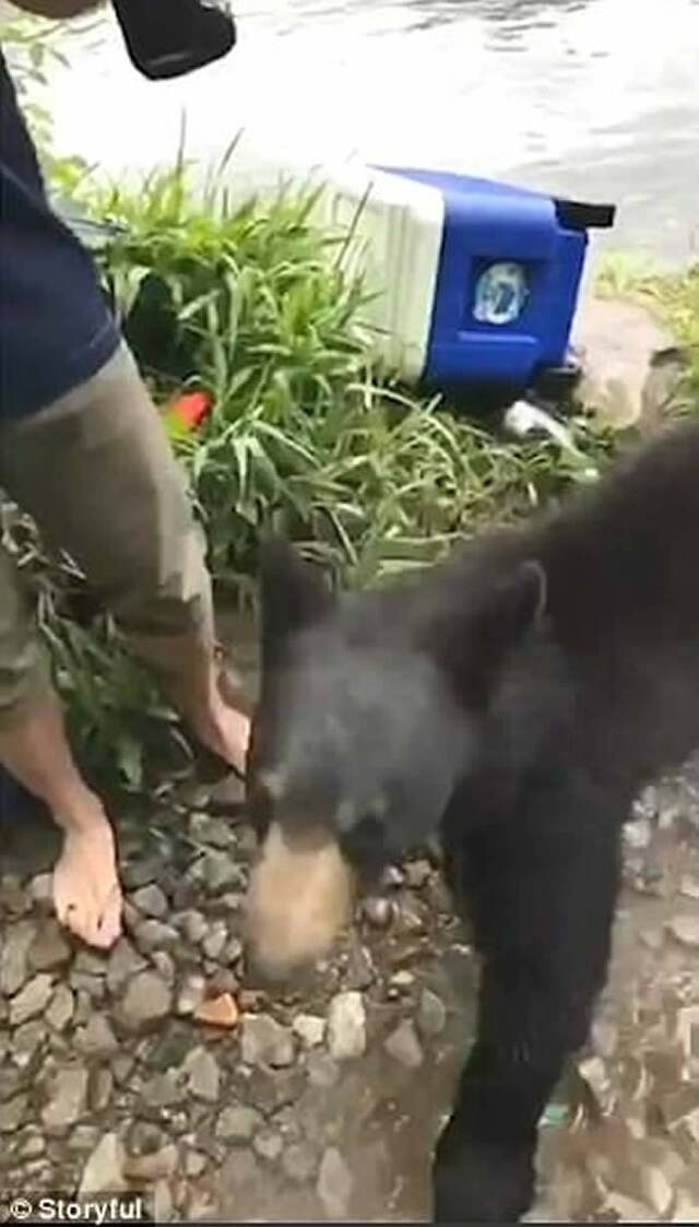 美国西维珍尼亚州小黑熊遇露营客有得食有得玩