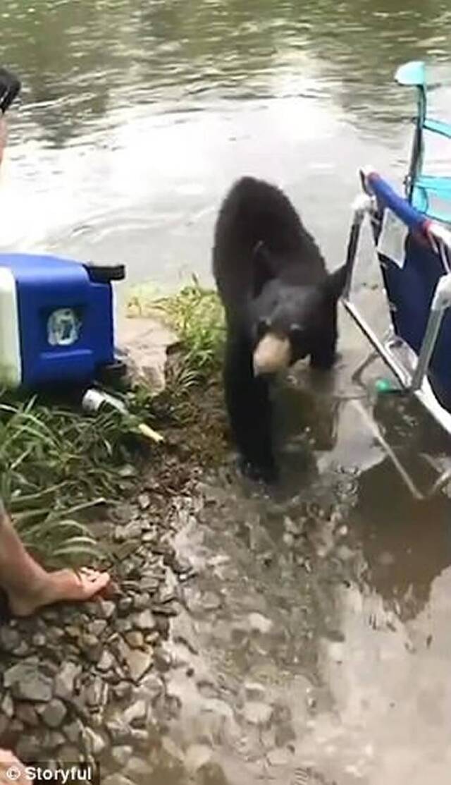 美国西维珍尼亚州小黑熊遇露营客有得食有得玩