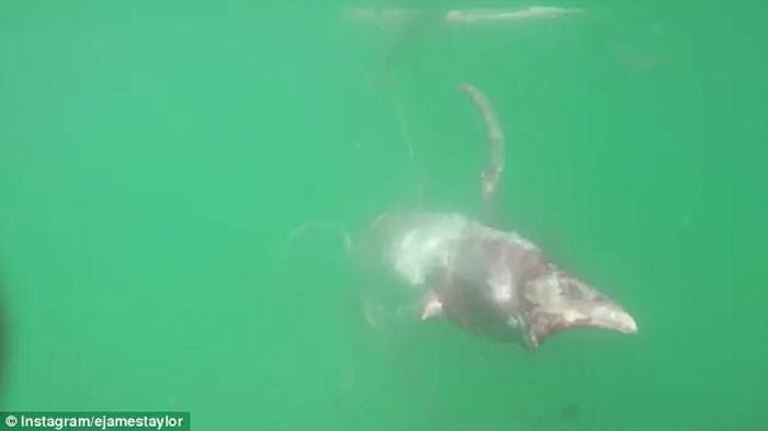 南非巨大鱿鱼疑受伤缠着冲浪板不放