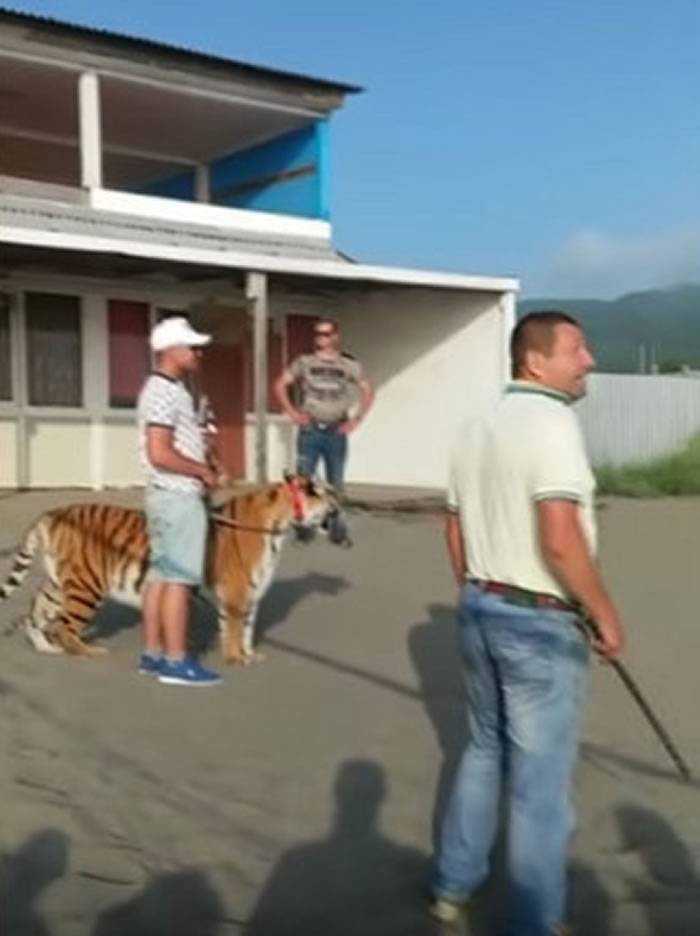 俄罗斯纳霍德卡沙滩战斗民族遛老虎吓坏游客