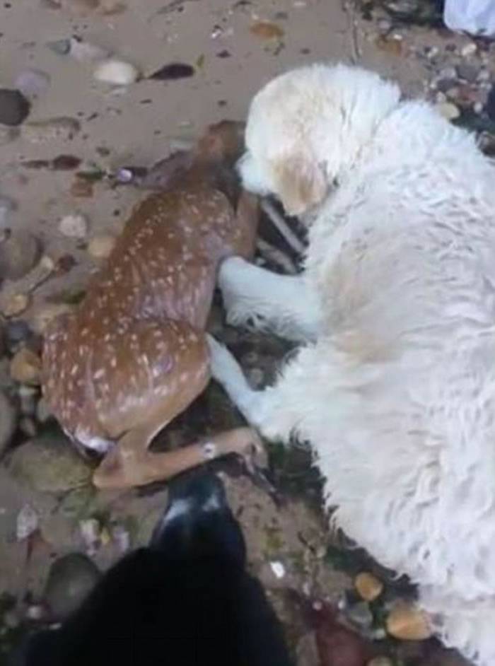 美国小狗突然跳进海里游走数分钟后救起受伤小鹿