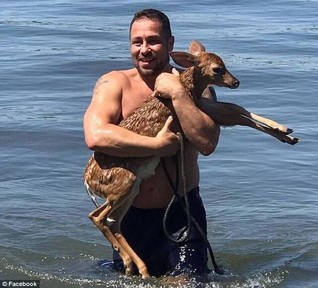 美国小狗突然跳进海里游走数分钟后救起受伤小鹿
