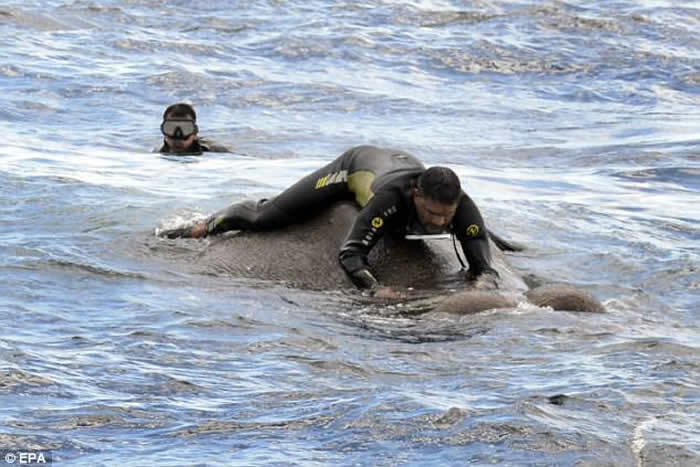 斯里兰卡大象困怒海获海军营救