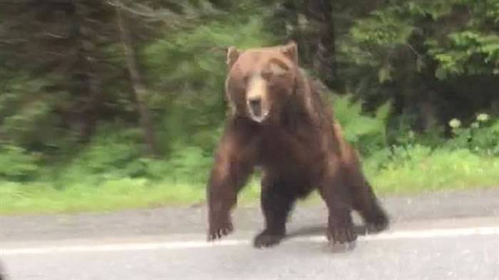 怵目惊心影片：美国阿拉斯加一只棕熊扑向汽车似乎不像是在保护小熊或食物