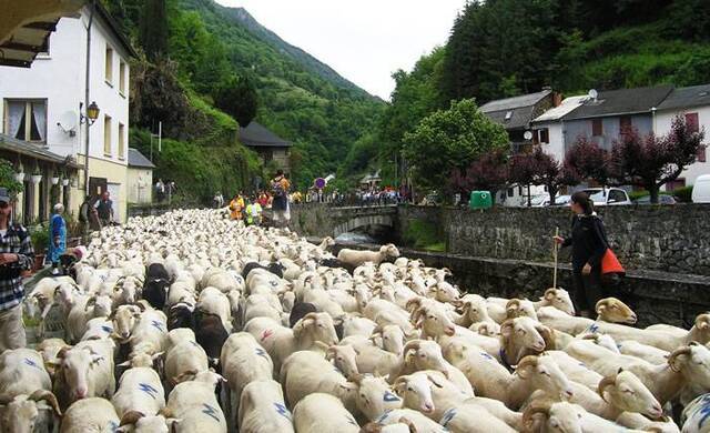 法国庇里牛斯山区209头绵羊集体跳崖动物专家怀疑为躲避棕熊追捕