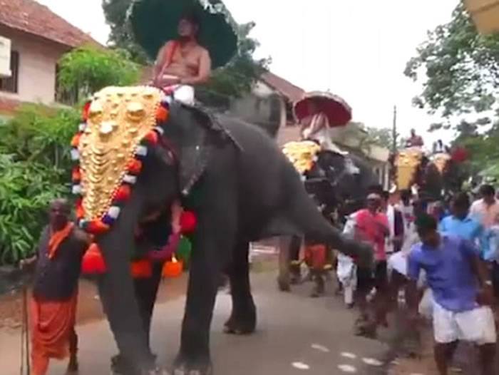 印度喀拉拉特邦信徒宗教巡游大象忽然起脚把后方男子踢飞