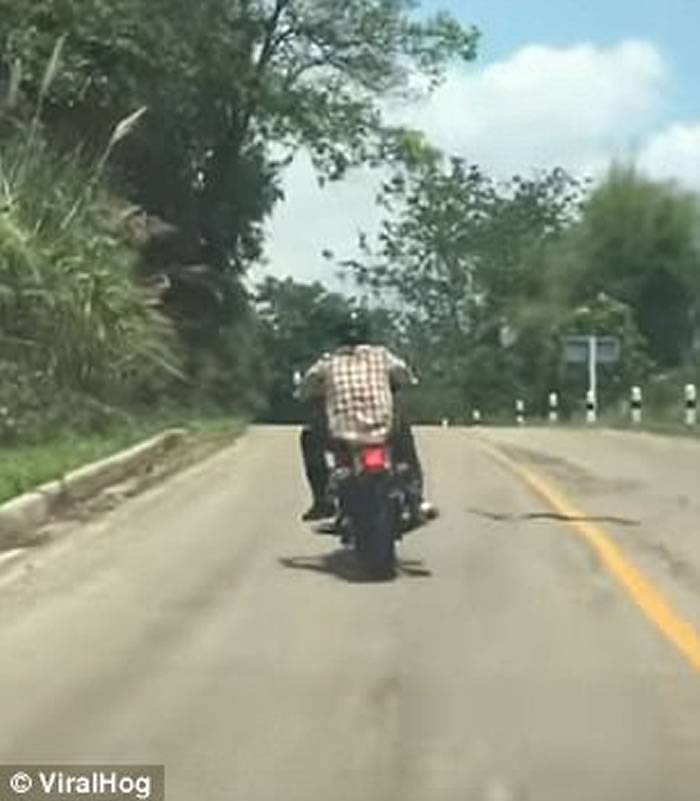 泰国摩托车山路行驶期间遇长蛇突袭司机轻轻抬腿避开攻击