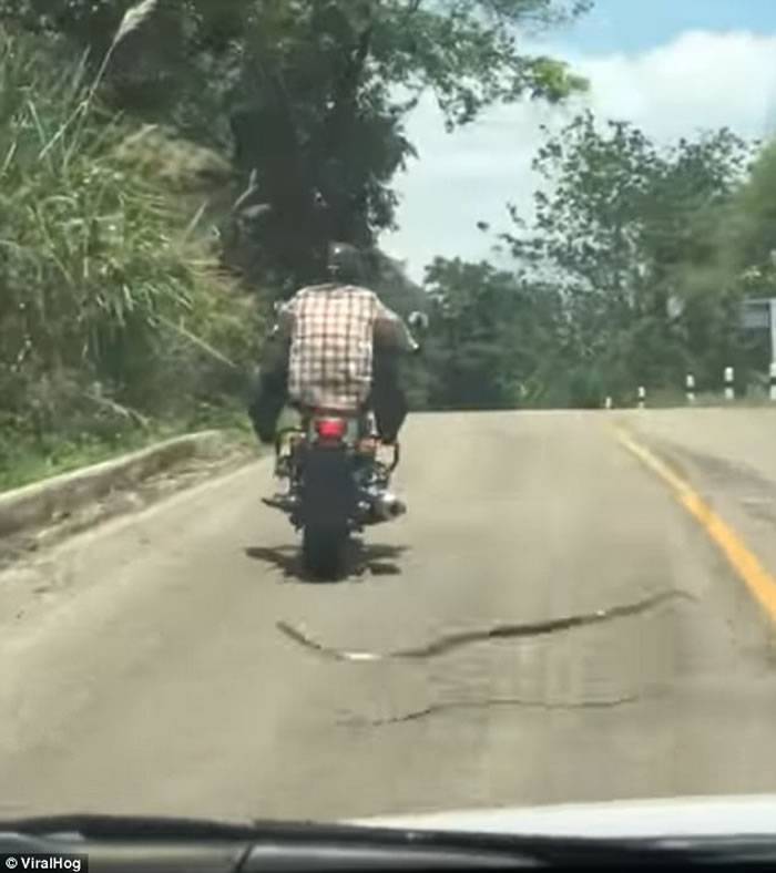 泰国摩托车山路行驶期间遇长蛇突袭司机轻轻抬腿避开攻击