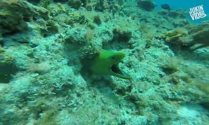 潜水员海底礁岩中偷摸海鳗转头惊见身后洞口探出头来
