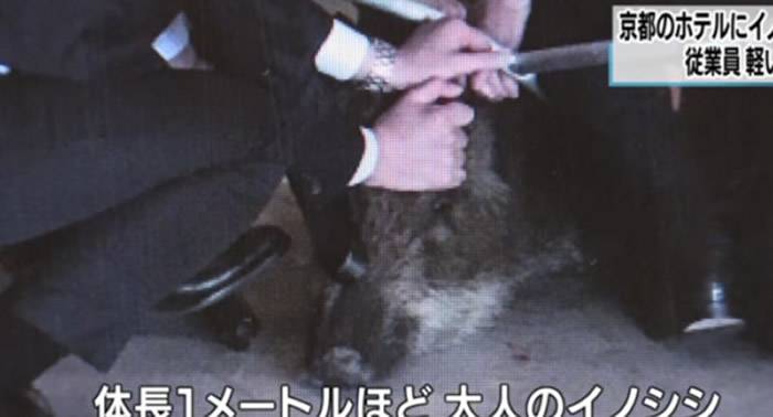 日本京都发生野猪闯进饭店事件男员工遭咬伤