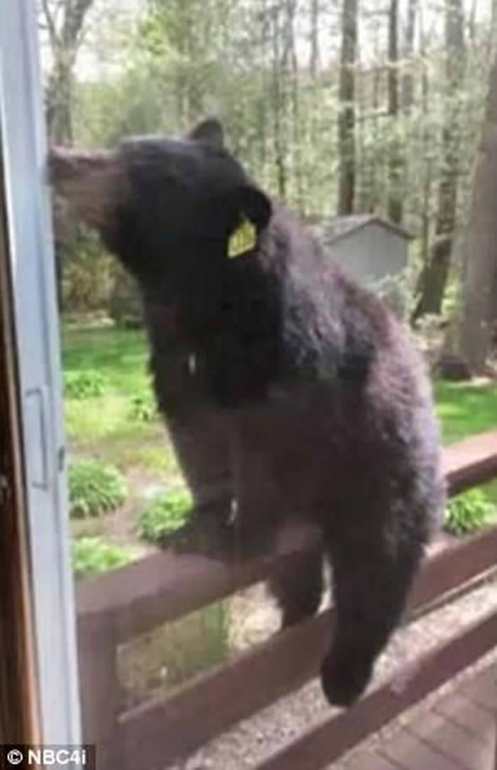 美国康乃狄克州妇人在家烤布朗尼巧克力蛋糕抬起头发现大黑熊趴在窗户上流口水