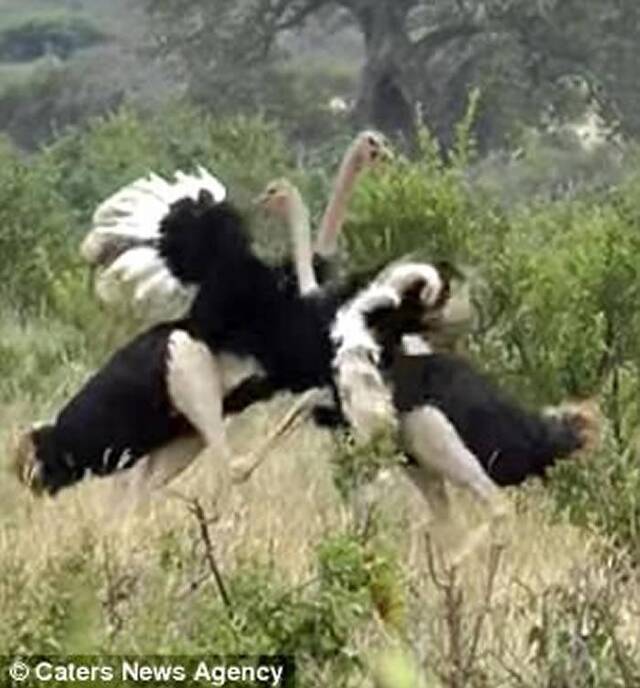 坦桑尼亚的塔兰吉雷国家公园上演鸵鸟丛林斗殴事件路过大象劝架