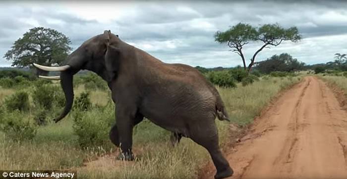 坦桑尼亚的塔兰吉雷国家公园上演鸵鸟丛林斗殴事件路过大象劝架